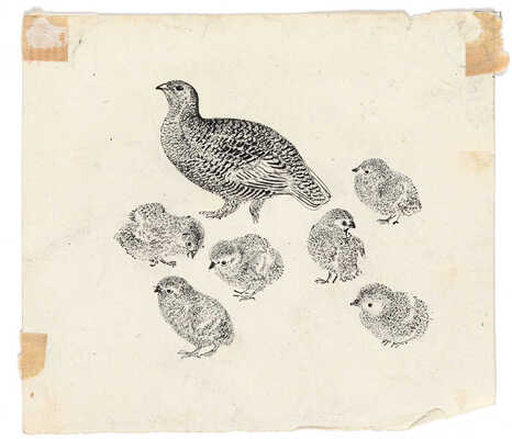 Курдов Валентин Иванович. Лот из двух иллюстраций к кн.: Бианки В. «Лесная газета» (Л.: Детгиз, 1958):